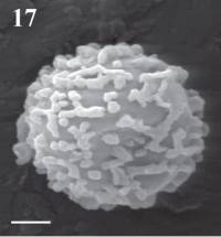 Tulostoma fimbriatum image