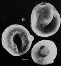 Tulostoma fusipes image