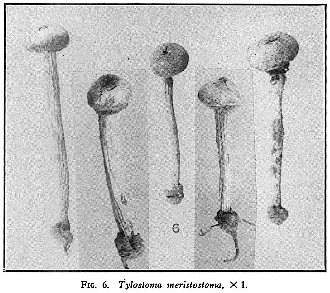 Tulostoma meristostoma image