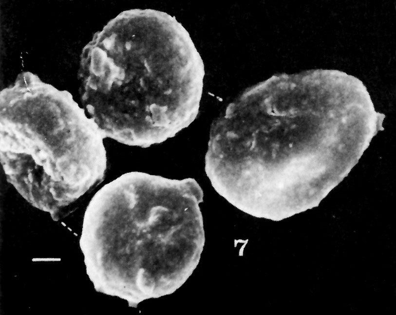 Tulostoma mohavei image