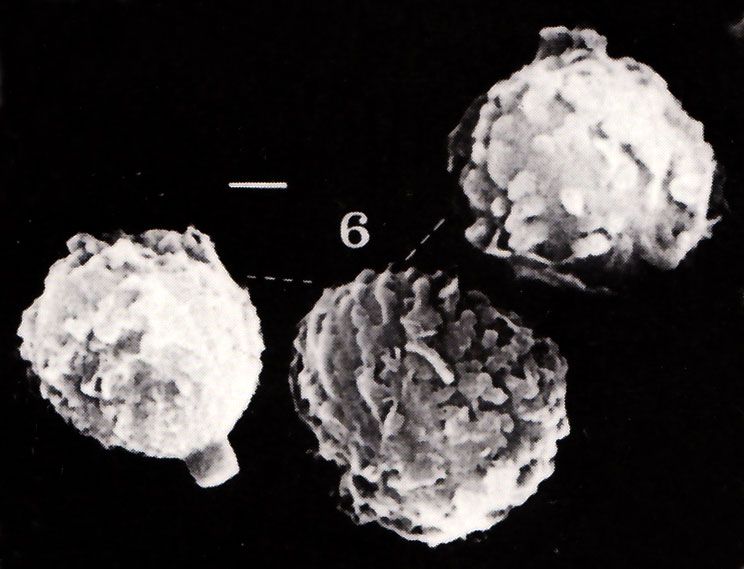 Tulostoma image