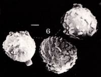 Image of Tulostoma nanum