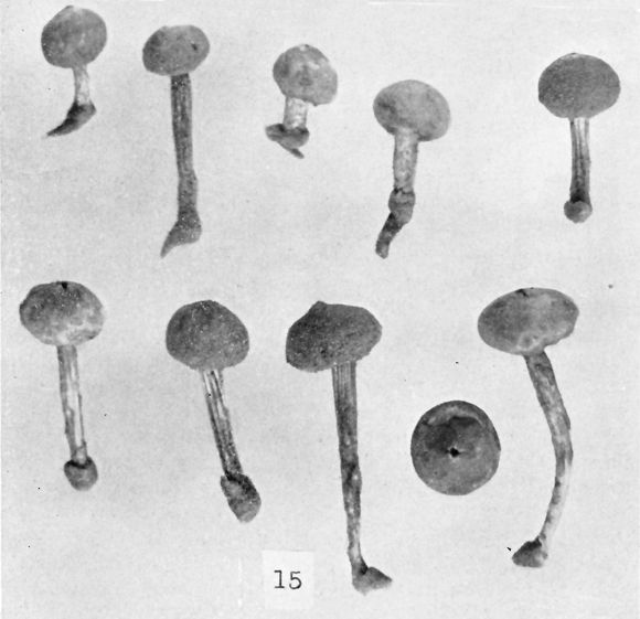 Tulostoma vulgare image