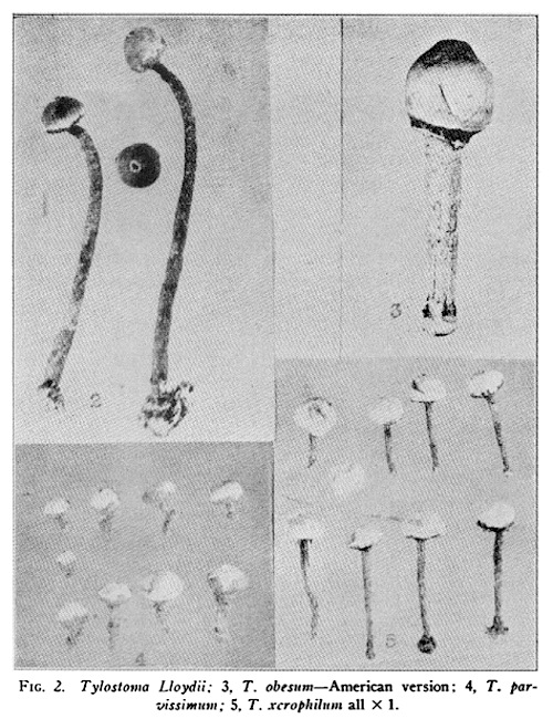 Tulostoma image