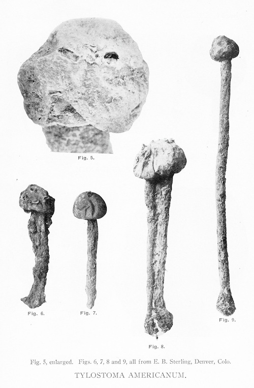 Tulostoma americanum image