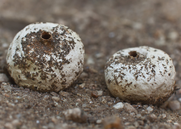 Tulostoma meridionale image