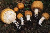 Agaricus augustus image