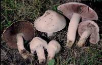 Agaricus campestris image