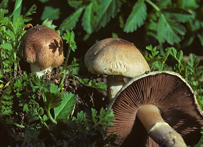 Agaricus cupreobrunneus image