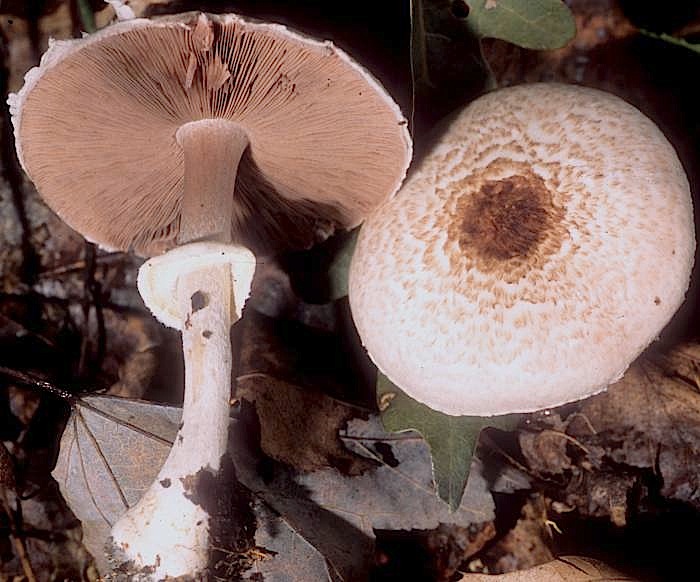 Agaricus silvaticus image