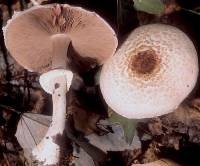 Image of Agaricus silvaticus