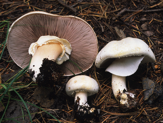 Agaricus image