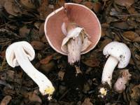 Agaricus xanthodermus image