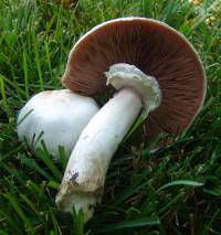 Agaricus xanthodermus image