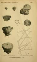 Lycoperdon abscissum image