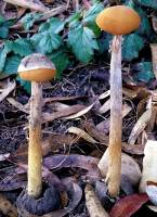 Battarrea phalloides image