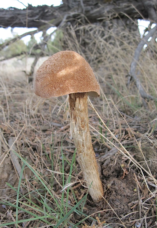 Battarrea phalloides image