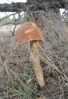 Image of Battarrea phalloides