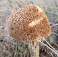 Battarrea phalloides image