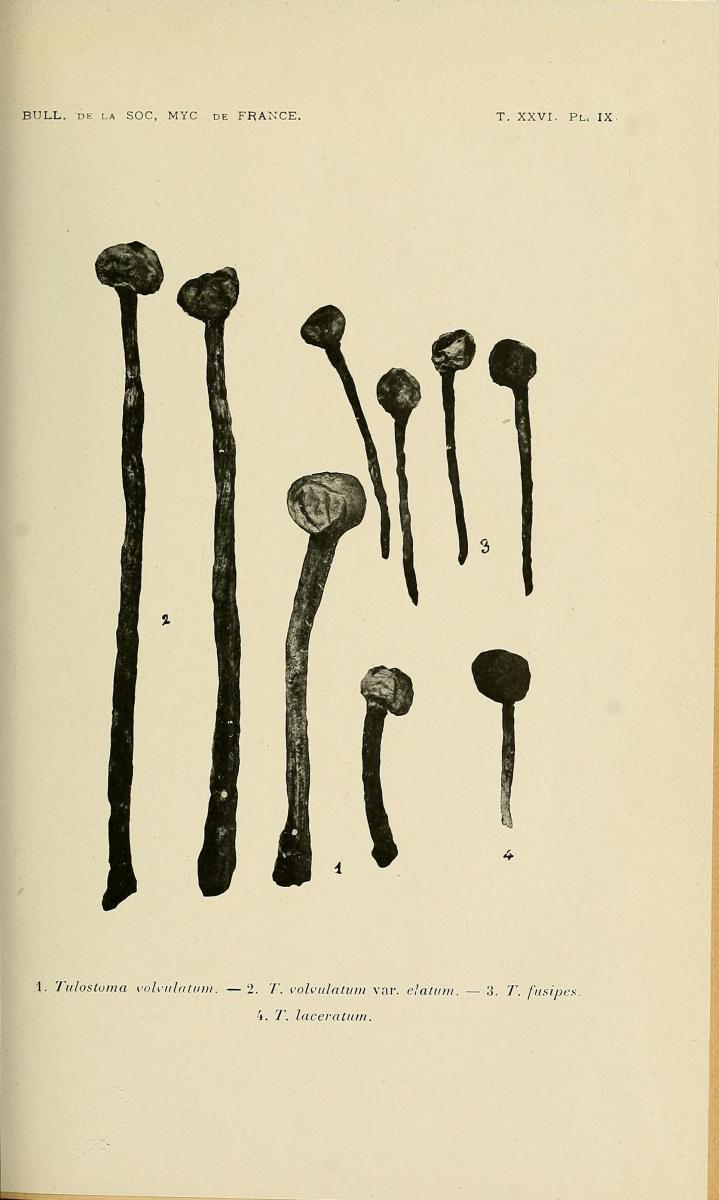 Tulostoma fusipes image