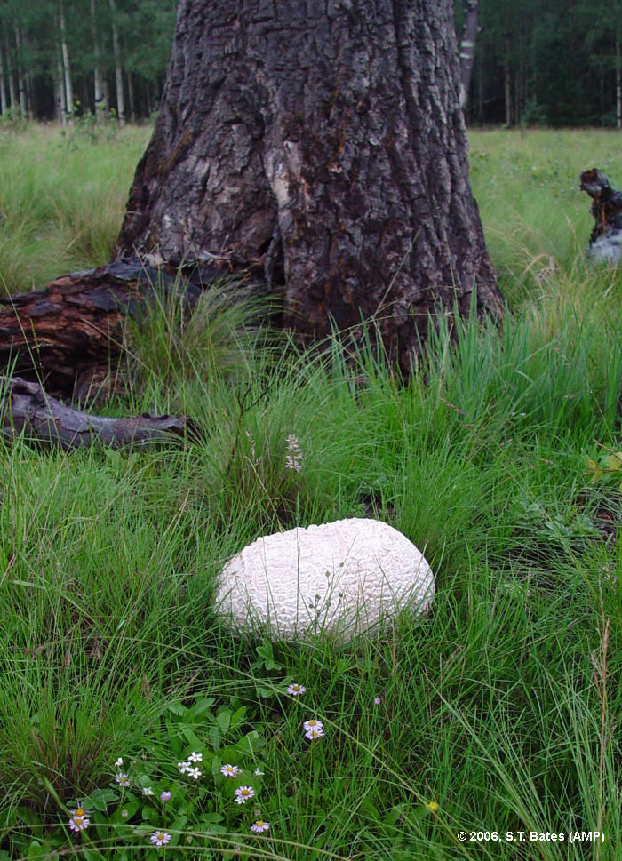 Calvatia booniana image