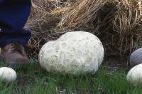 Calvatia booniana image