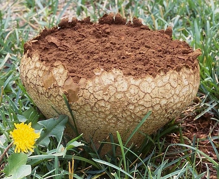 Calvatia bovista image