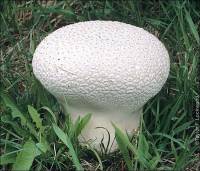 Calvatia bovista image