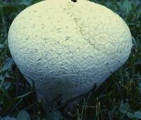 Calvatia bovista image