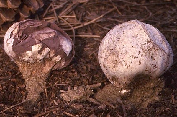 Calvatia fragilis image