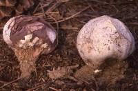 Image of Calvatia fragilis