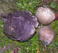 Calvatia fragilis image