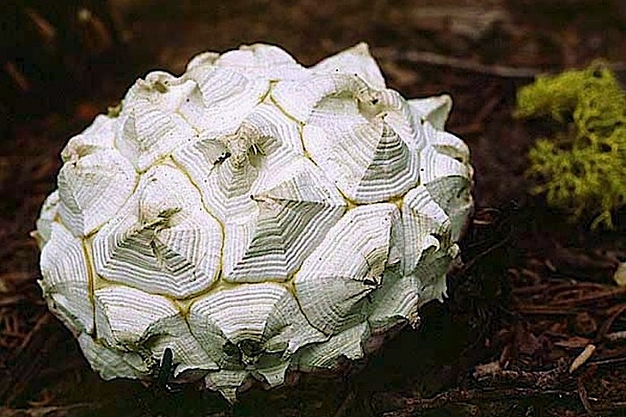Calvatia sculpta