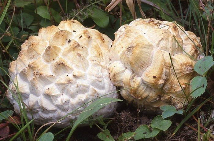Calvatia sculpta