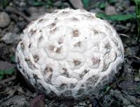 Lycoperdon subcretaceum image