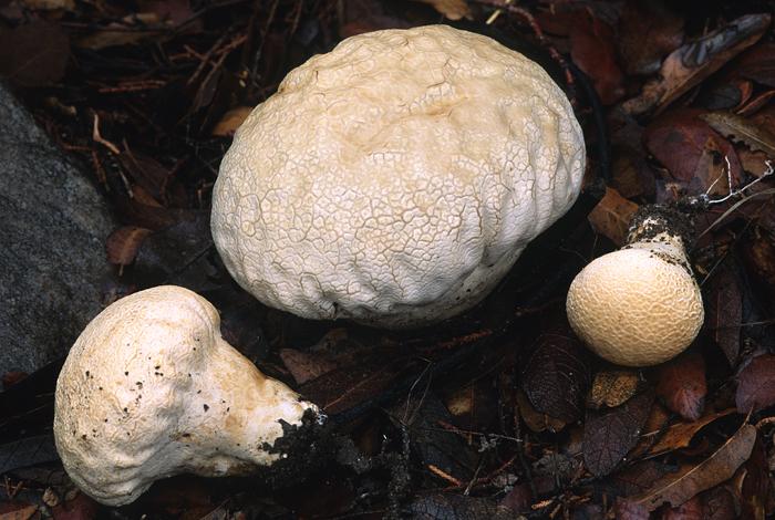 Calvatia tatrensis var. tatrensis image