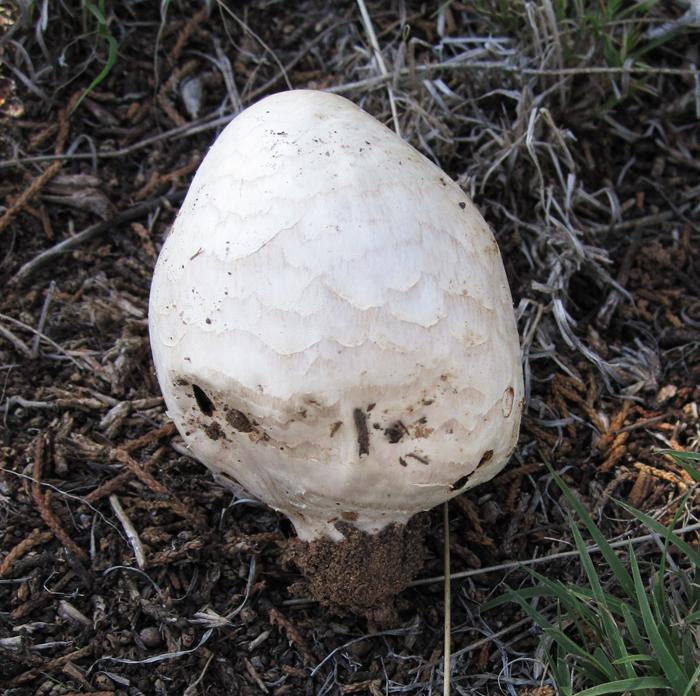 Chlorophyllum agaricoides image