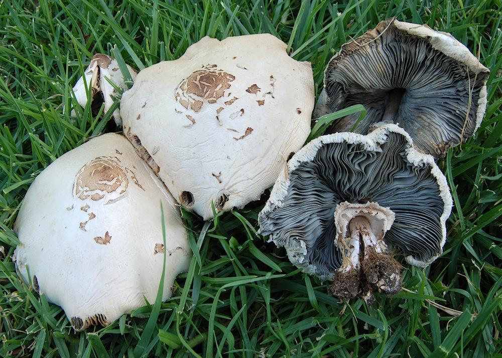 Chlorophyllum molybdites image