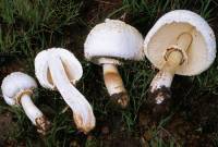 Chlorophyllum molybdites image