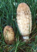 Coprinus comatus image