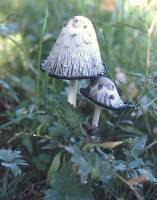 Image of Agaricus comatus