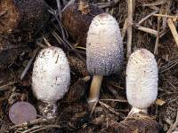 Coprinus sterquilinus image