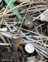 Cyathus striatus image