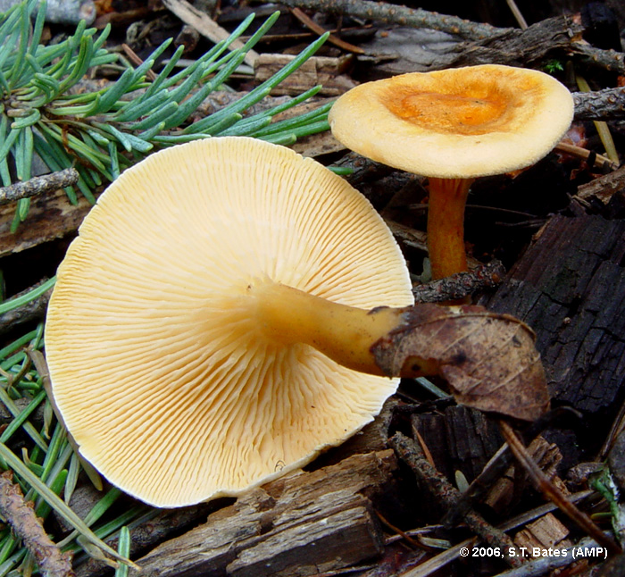 Hygrophoropsis aurantiaca image