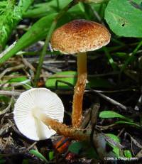 Lepiota boudieri image