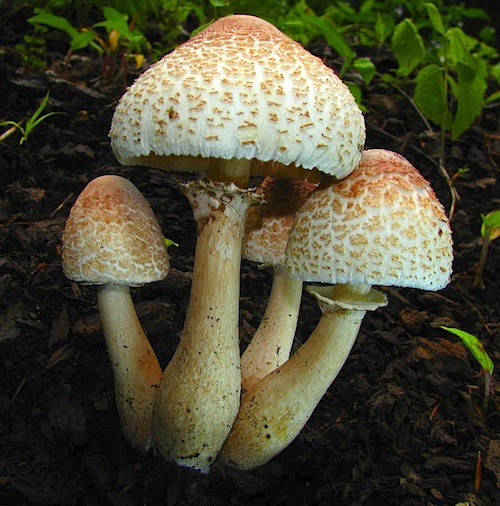 Leucoagaricus image