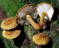 Leucopholiota decorosa image