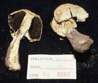 Agaricus texensis image