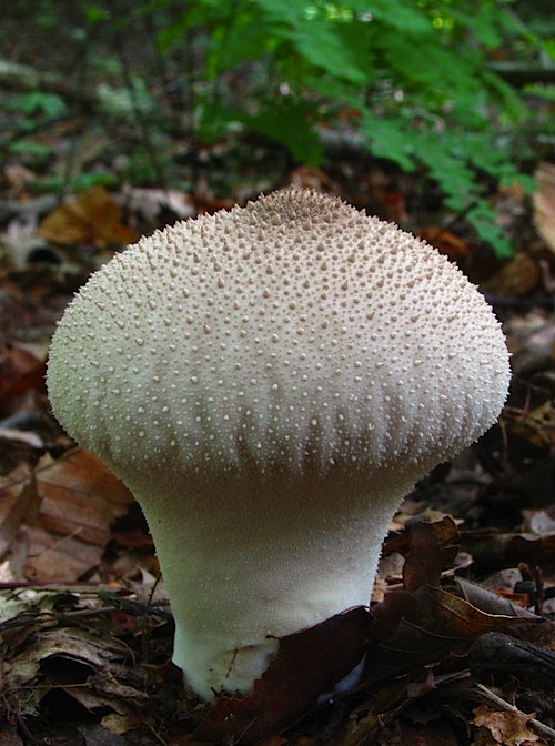 Lycoperdon image