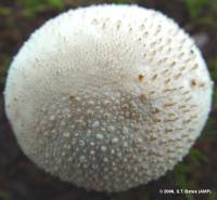 Lycoperdon perlatum image